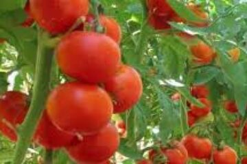 Sarea Epsom, aliatul roșiilor. Cum corectează lipsa de magneziu, pentru o recoltă bogată