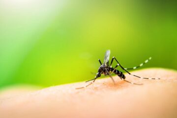 Atenție la căpușe și țânțari! De ce crește numărul infecțiilor în fiecare an