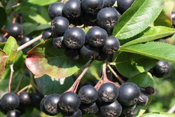 Aronia, superfructul care se recoltează acum și în România. Ce beneficii are pentru sănătate scorușul negru