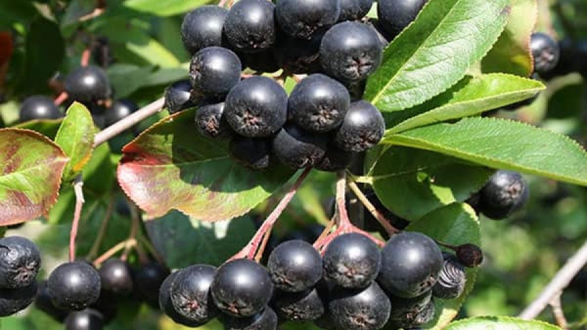 Aronia, superfructul care se recoltează acum și în România. Ce beneficii are pentru sănătate scorușul negru
