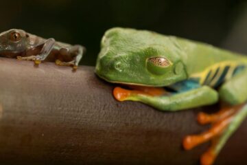 „Broasca de cafea”: Noua specie descoperită în plantațiile din Costa Rica