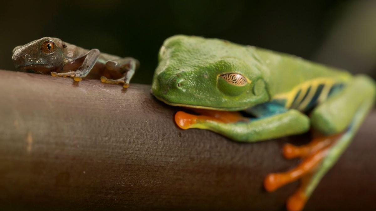 „Broasca de cafea”: Noua specie descoperită în plantațiile din Costa Rica