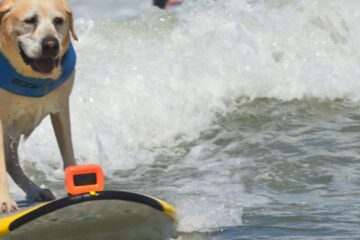 Câinii, cei mai tari surferi din California: Campionatul Mondial care cucerește internetul