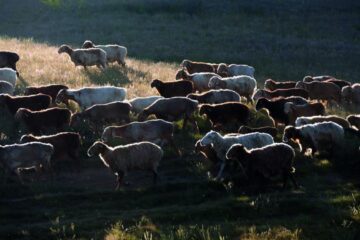 Ciobaniada amenință Bucureștiul. Turme de animale, remorci cu bălegar și utilaje agricole vor lua cu asalt Piața Victoriei