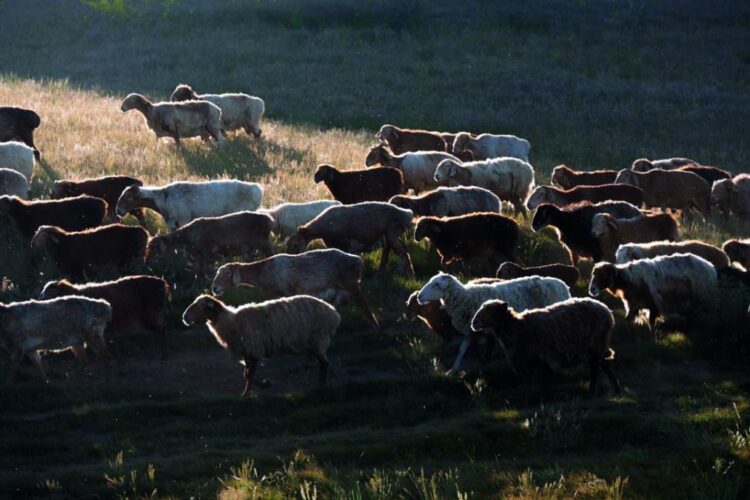 Ciobaniada amenință Bucureștiul. Turme de animale, remorci cu bălegar și utilaje agricole vor lua cu asalt Piața Victoriei