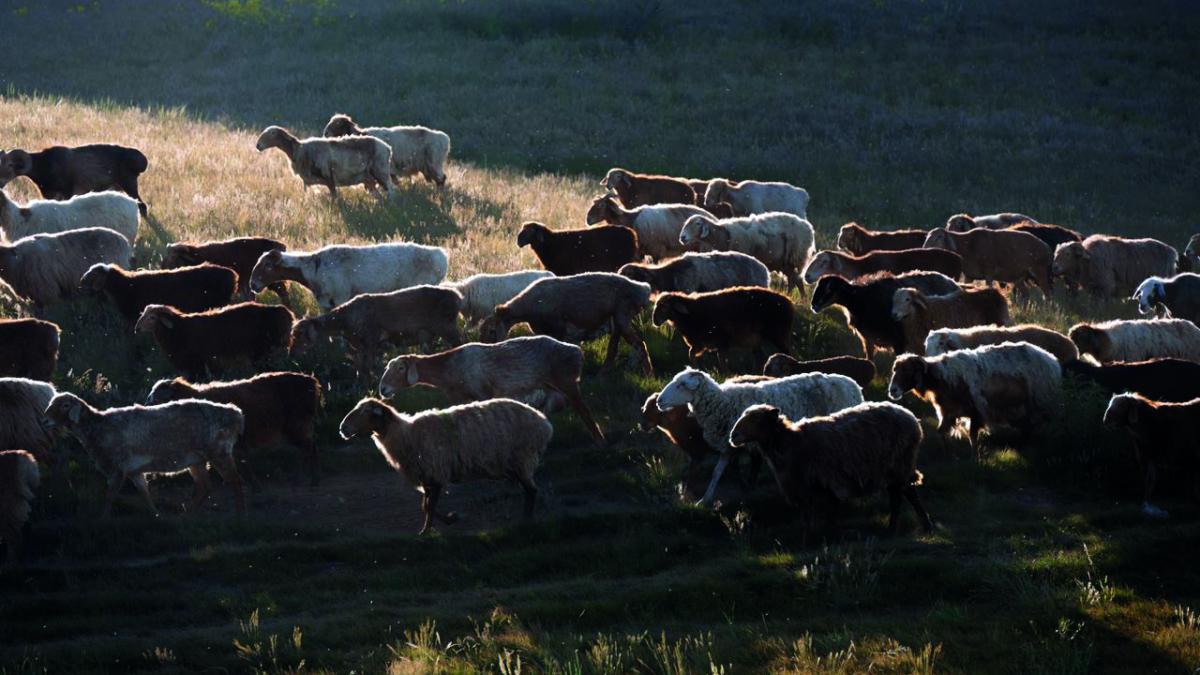 Ciobaniada amenință Bucureștiul. Turme de animale, remorci cu bălegar și utilaje agricole vor lua cu asalt Piața Victoriei