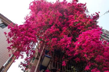 Florile care nu se sperie de caniculă. Trei plante care iubesc soarele și arată spectaculos până toamna