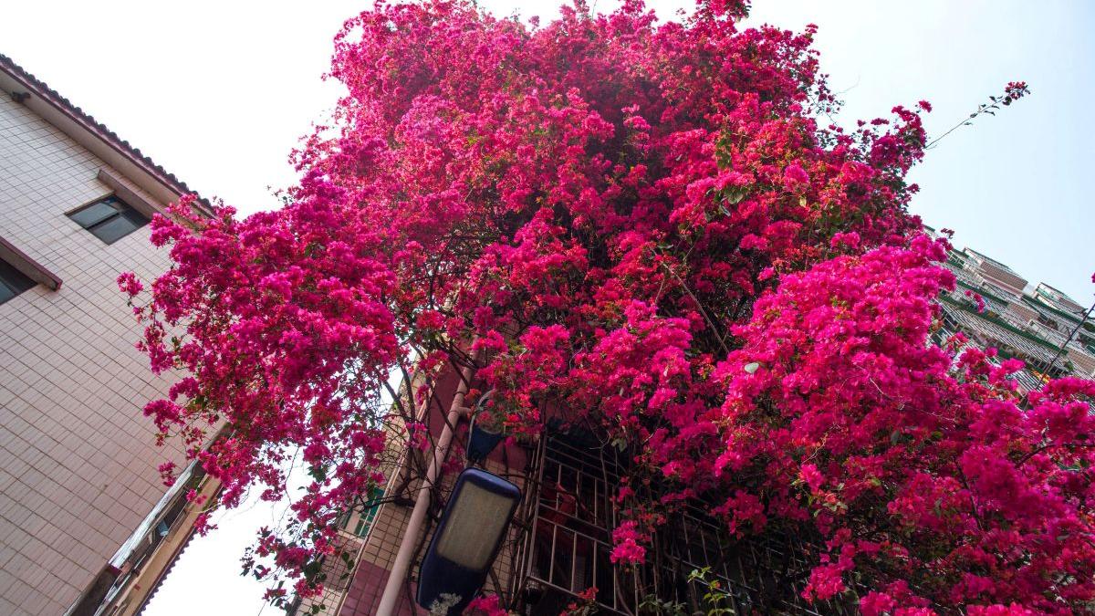 Florile care nu se sperie de caniculă. Trei plante care iubesc soarele și arată spectaculos până toamna