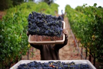 Bani europeni pentru viticultură: Cine sunt producătorii de vin care pot cere fonduri din 17 august
