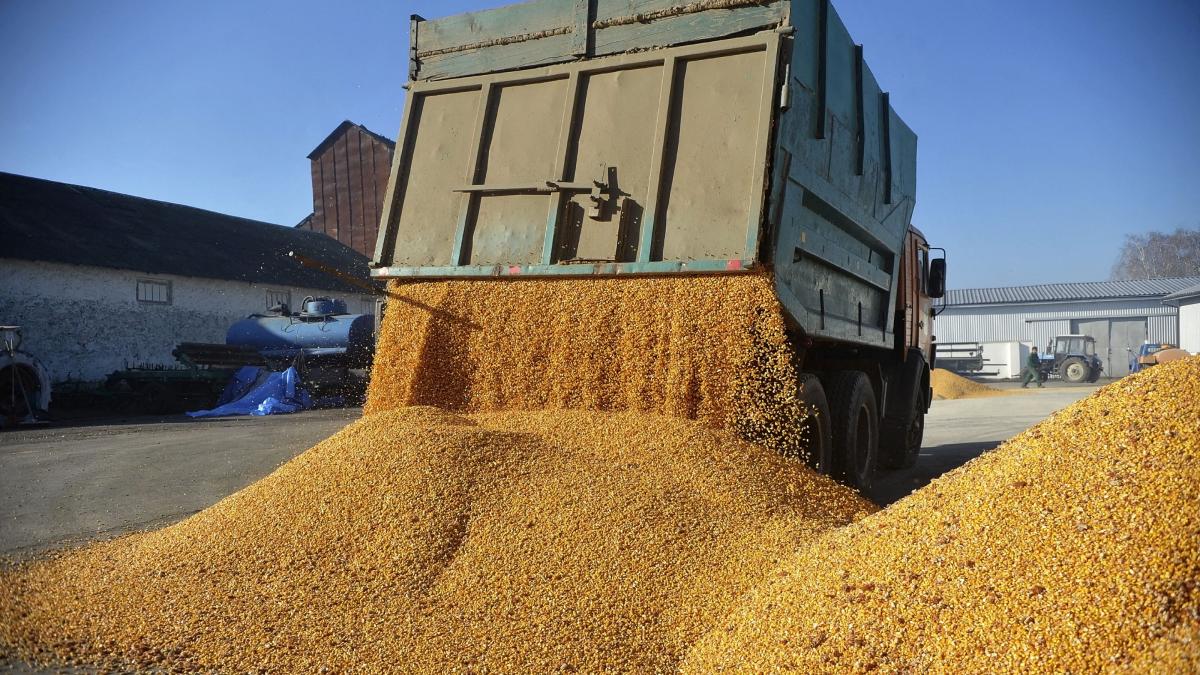 Războiul din Ucraina amenință prețul pâinii. Grâul s-a scumpit cu 5,8%, în iulie 2026