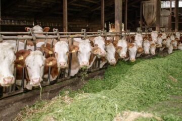 Sprijin financiar pentru zootehnie: Calendarul și sumele aprobate pentru fermieri