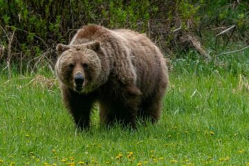 50.000 de euro, despăgubire morală pentru cei mutilați de urs și pentru familiile celor uciși