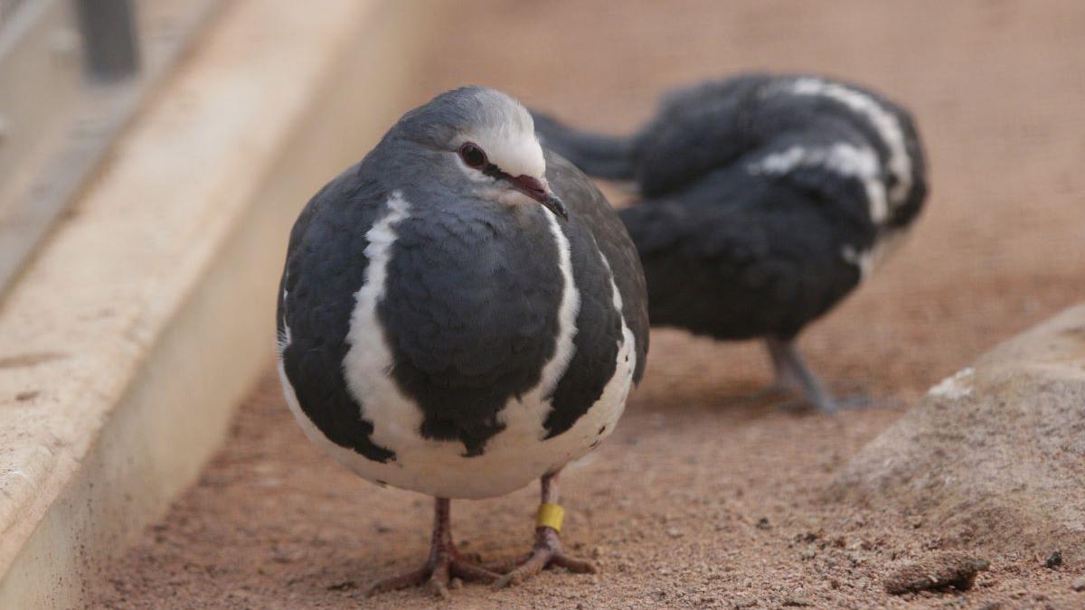 Busola invizibilă a animalelor: Cum detectează câmpul magnetic al Pământului