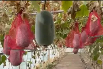 Afacerea profitabilă din Buzău: Cum au dat lovitura legumicultorii cu pepenele gigant care rezistă luni întregi