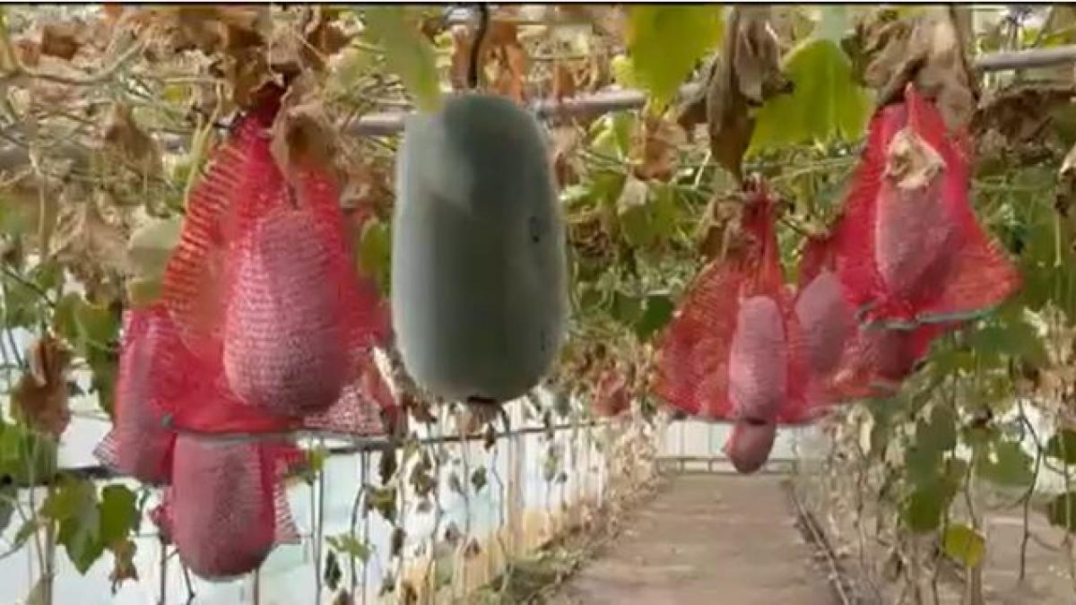 Afacerea profitabilă din Buzău: Cum au dat lovitura legumicultorii cu pepenele gigant care rezistă luni întregi