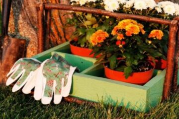 Florile pe care le plantezi toamna pentru o grădină spectaculoasă la primăvară