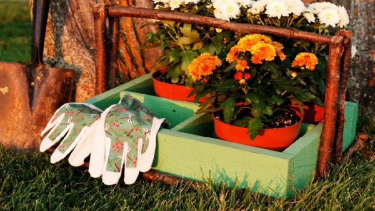 Florile pe care le plantezi toamna pentru o grădină spectaculoasă la primăvară