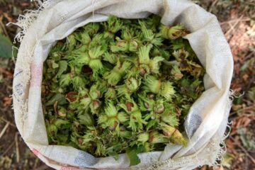Noile plantații din România dau lovitura: Nu cer multă muncă, dar aduc venituri importante. Toată producția ajunge la export
