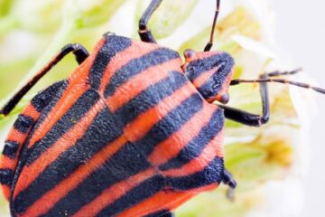 Ai ploșnițe puturoase în casă? Aceste 5 trucuri naturale te pot ajuta să scapi de ele
