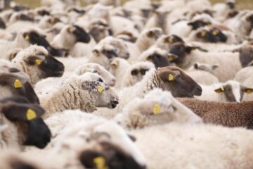 Spania ne-a învins în războiul oilor: Cele trei erori care au dus la blocarea exporturilor din România