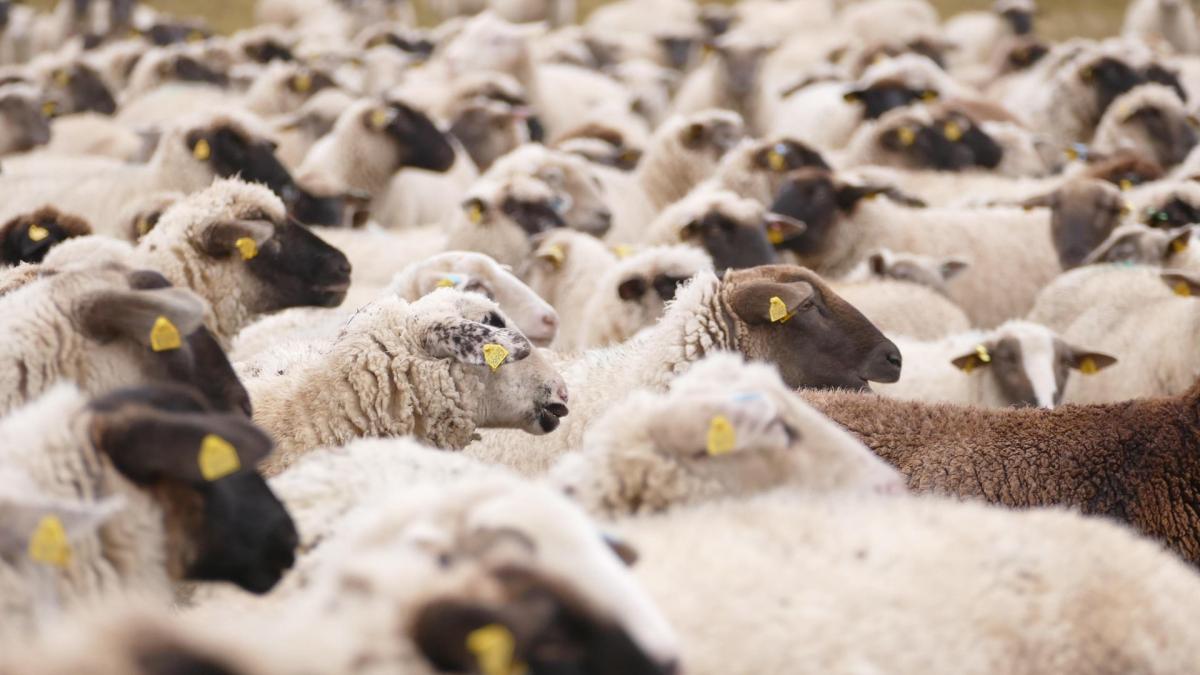 Spania ne-a învins în războiul oilor: Cele trei erori care au dus la blocarea exporturilor din România