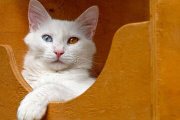 Semne că pisica NU este mulțumită de litieră: 3 sfaturi pentru igiena impecabilă a felinei tale