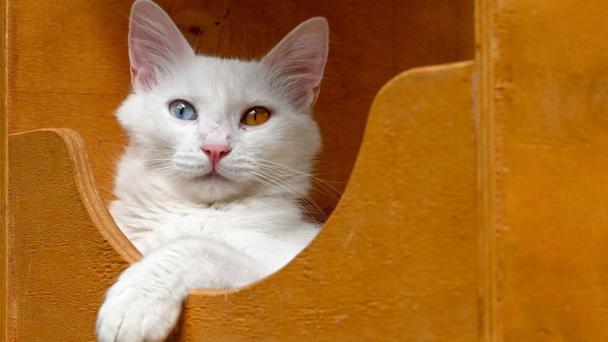 Semne că pisica NU este mulțumită de litieră: 3 sfaturi pentru igiena impecabilă a felinei tale