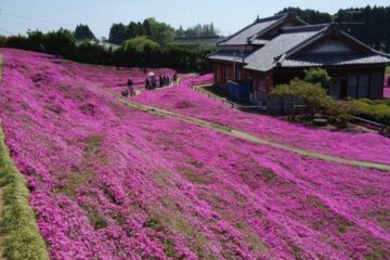 Un bărbat a plantat zeci de flori pentru soția sa nevăzătoare. Povestea de iubire care a impresionat Japonia