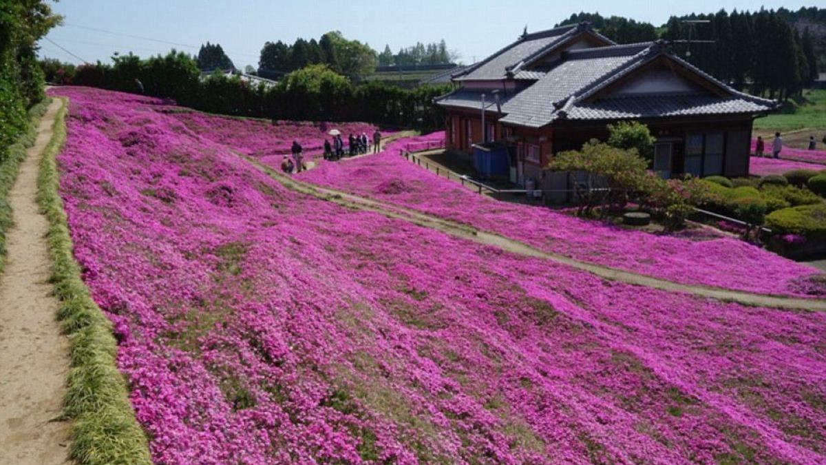 Un bărbat a plantat zeci de flori pentru soția sa nevăzătoare. Povestea de iubire care a impresionat Japonia