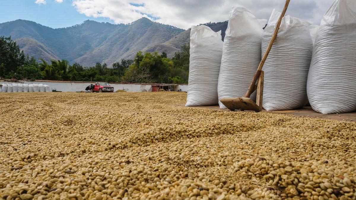 Cerealele Ucrainei forțează limitele Europei. Infrastructura României nu mai face față. Fermierii cer protecție