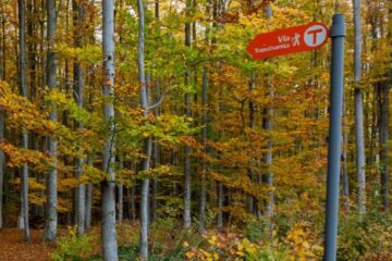 Defrișările au scăzut cu 15% la nivel global