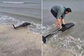 Delfin eșuat pe o plajă din Eforie, salvat de un tânăr