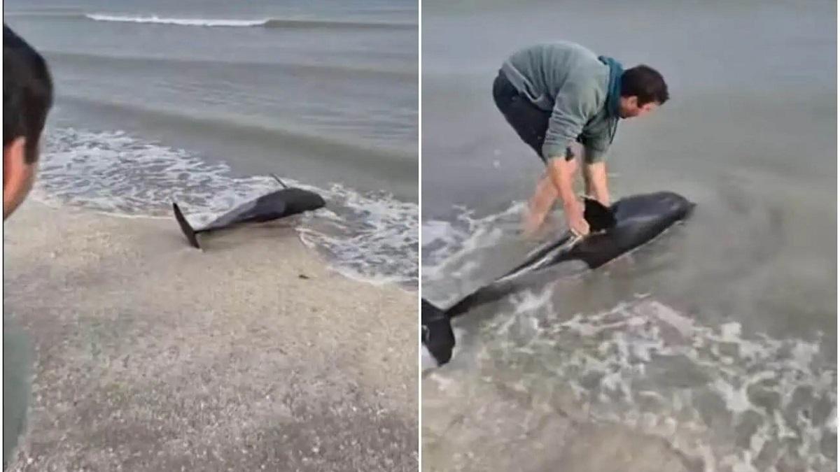 Delfin eșuat pe o plajă din Eforie, salvat de un tânăr