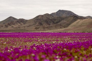 Miracolul din Atacama: Cel mai arid deșert din lume s-a transformat într-o mare de flori