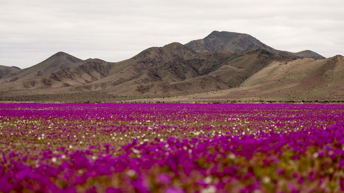 Miracolul din Atacama: Cel mai arid deșert din lume s-a transformat într-o mare de flori