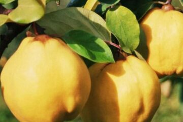 Rețete cu gutui pentru octombrie: plăcintă cu gutui, gutui coapte cu miere și nucă și tartă cu gutui caramelizate