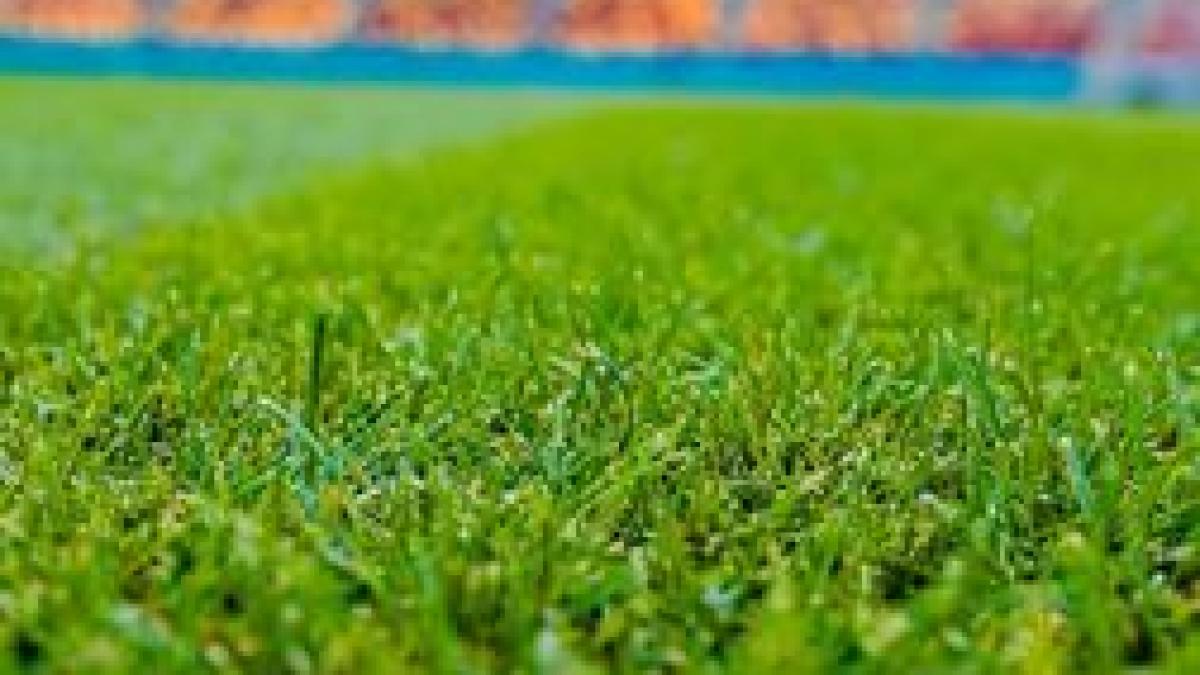 Poți să semeni gazon în noiembrie? Ce trebuie să faci pentru a avea o curte verde la primăvară