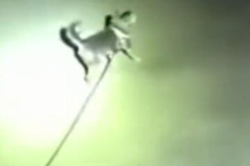 Un câine a oprit poliția în mijlocul drumului ca să-și salveze stăpânul