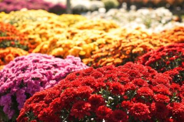 Cele 5 locuri în care să NU plantezi crizanteme. Greșelile care le pot compromite înflorirea