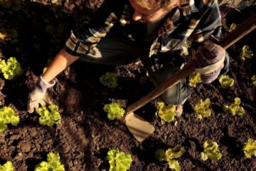 Vrei o grădină plină de flori primăvara? 5 lucruri pe care trebuie să le faci toamna